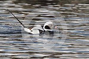 male long-tailed duck floating on the water winter