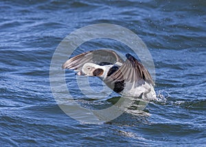 Male Long-tailed Duck or Oldsquaw Clangula hyemalis}