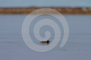 Male long-tailed duck swimming in a small pond