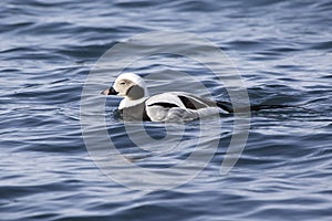Male long-tailed ducks floating along the shore of a winter day