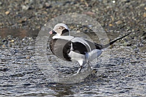 male long-tailed ducks walking along the bank of the winter photo