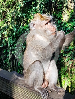 Male long-tailed macaques flavicularis in Sacred Monkey Forest