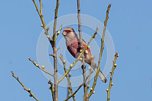 Male Long-tailed Rosefinch on the branch of plum tree