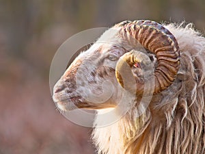 Male long-tailed sheep