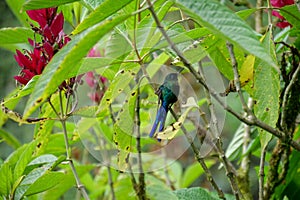 Male long-tailed sylph hummingbird or colibri sitting on a green twig of a tree. Location: Mindo Lindo, Ecuador