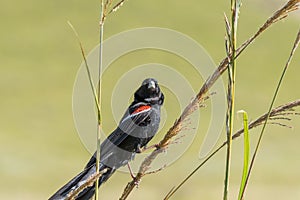 Male Long-tailed Widowbird, Euplectes progne, in breeding colours