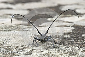 Male of longhorn beetle, Morinus asper