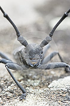 Male of longhorn beetle, Morinus asper