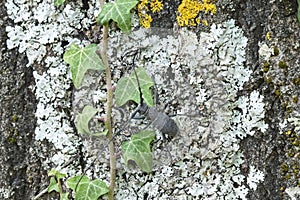 Male of longhorn beetle, Morinus asper