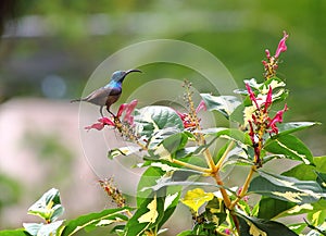 Male Loten`s sunbird, long billed sunbird