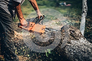 Lumberjack cutting fire wood using professional chainsaw