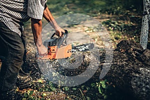 Lumberjack cutting fire wood using professional chainsaw