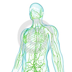 Male Lymphatic system