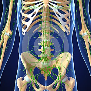 Male Lymphatic system with skeleton