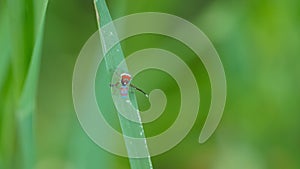 a male m splendens on a leaf waving its legs