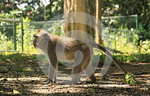 Male Macaque full body profile at Ubud Monkey Forest, Bali