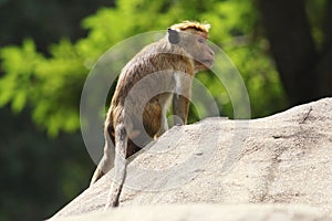 Male macaque monkey is sitting on the rock