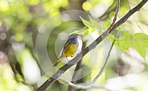 A Male MacGillivray`s warbler Geothlypis tolmiei Perched on a Branch in Mexico