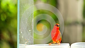 Male Madagascar red fody bird in aviary
