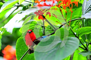 Male Madagascar red fody bird & butterfly