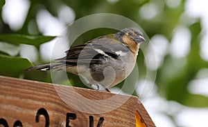 Male of a Madeiran Chaffinch photo