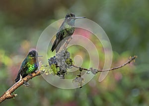 Male Magnificent also known as Rivoli`s hummingbird and Fiery-throated Hummingbird photo