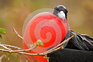 Male Magnificent Frigate bird with inflated gular sac on North S