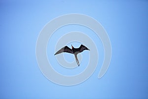 Male magnificent frigatebird Fregata magnificens bird in flight with the red gular sac visible