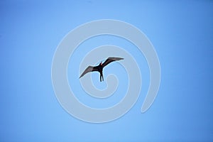 Male magnificent frigatebird Fregata magnificens bird in flight with the red gular sac visible