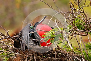 Male Magnificent Frigatebird with inflated gular sac on North Se