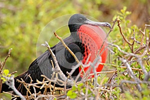 Male Magnificent Frigatebird with inflated gular sac on North Se