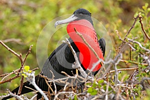 Male Magnificent Frigatebird with inflated gular sac on North Se