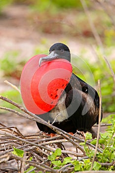 Male Magnificent Frigatebird with inflated gular sac on North Se