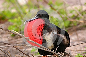 Male Magnificent Frigatebird with inflated gular sac on North Se