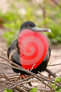 Male Magnificent Frigatebird with inflated gular sac on North Se