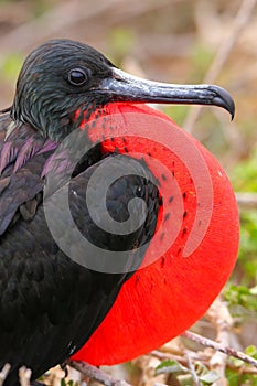 Male Magnificent Frigatebird with inflated gular sac on North Se