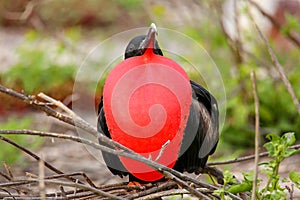 Male Magnificent Frigatebird with inflated gular sac on North Se