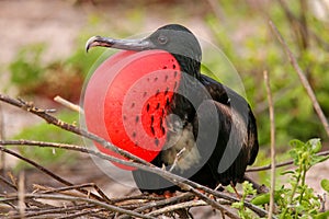 Male Magnificent Frigatebird with inflated gular sac on North Se