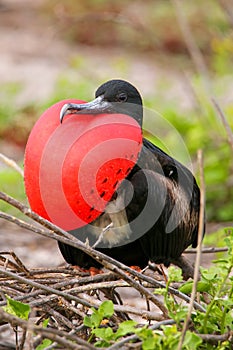 Male Magnificent Frigatebird with inflated gular sac on North Se