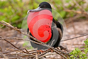 Male Magnificent Frigatebird with inflated gular sac on North Se