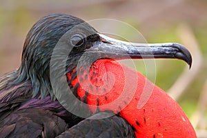 Male Magnificent Frigatebird with inflated gular sac on North Se