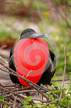 Male Magnificent Frigatebird with inflated gular sac on North Se