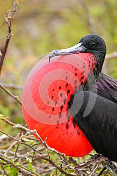 Male Magnificent Frigatebird with inflated gular sac on North Se