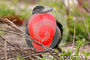 Male Magnificent Frigatebird with inflated gular sac on North Se