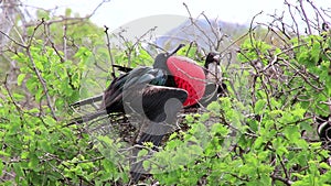 Male Magnificent Frigatebird with inflated gular sac on North Seymour Island, Galapagos National Park, Ecuad