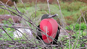 Male Magnificent Frigatebird with inflated gular sac on North Seymour Island, Galapagos National Park, Ecuad