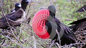 Male Magnificent Frigatebird with inflated gular sac on North Seymour Island, Galapagos National Park, Ecuad