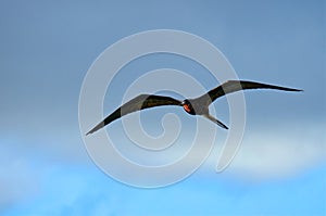 Male Magnificent Frigatebird Soars Through Blue Skies, Antigua, West Indies