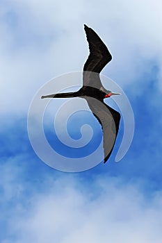 Male magnificent frigatebird soars overhead photo