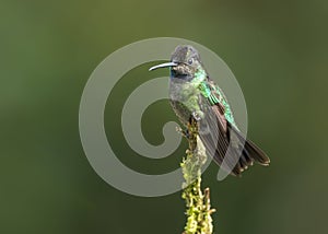 Male Magnificent Hummingbird Eugenes fulgens, Costa Rica